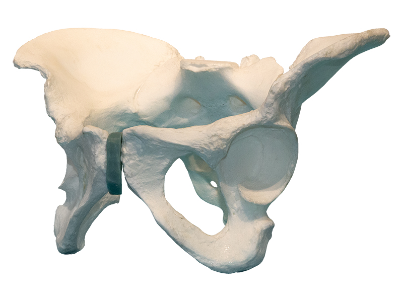 Композитная модель таза — купить в МЕДСЕТ