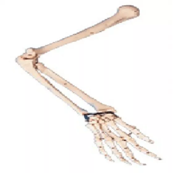 Модель костей руки (11124) — купить в МЕДСЕТ