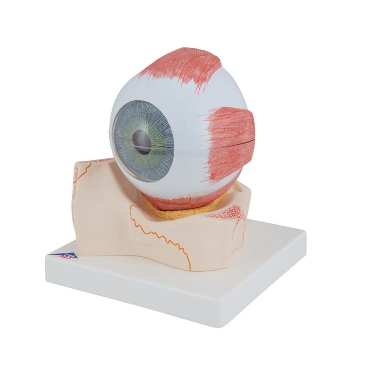 Модель глаза, 5-кратное увеличение, 7 частей — купить в МЕДСЕТ