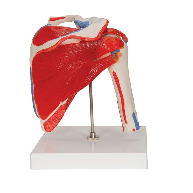 Модель плечевого сустава — купить в МЕДСЕТ