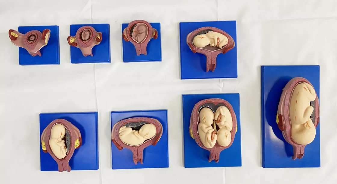 Этапы эмбрионального развития 42005 — купить в МЕДСЕТ
