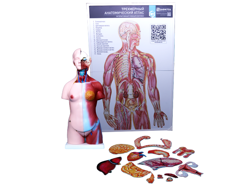 Интерактивный учебный комплекс "Трехмерный анатомический атлас". Приказ 838 Минпросвещения РФ — купить в МЕДСЕТ