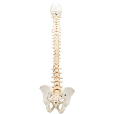 Модель позвоночного столба, материал  BONElike™ — купить в МЕДСЕТ