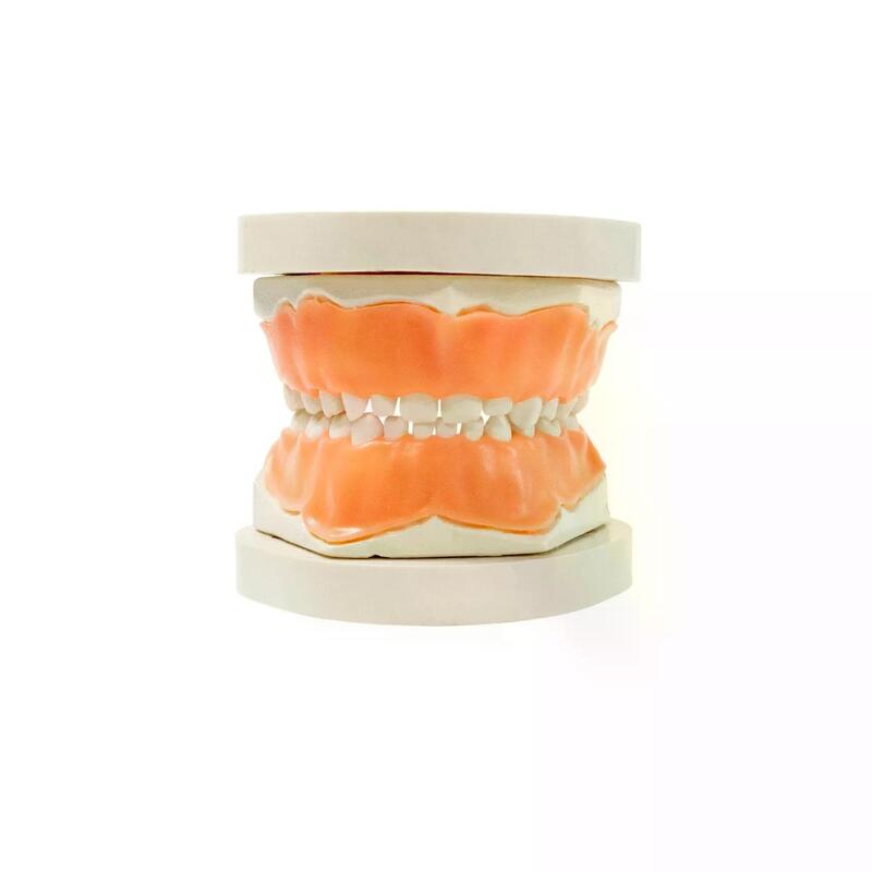 Учебная детская стоматологическая модель верхней и нижней челюсти — купить в МЕДСЕТ