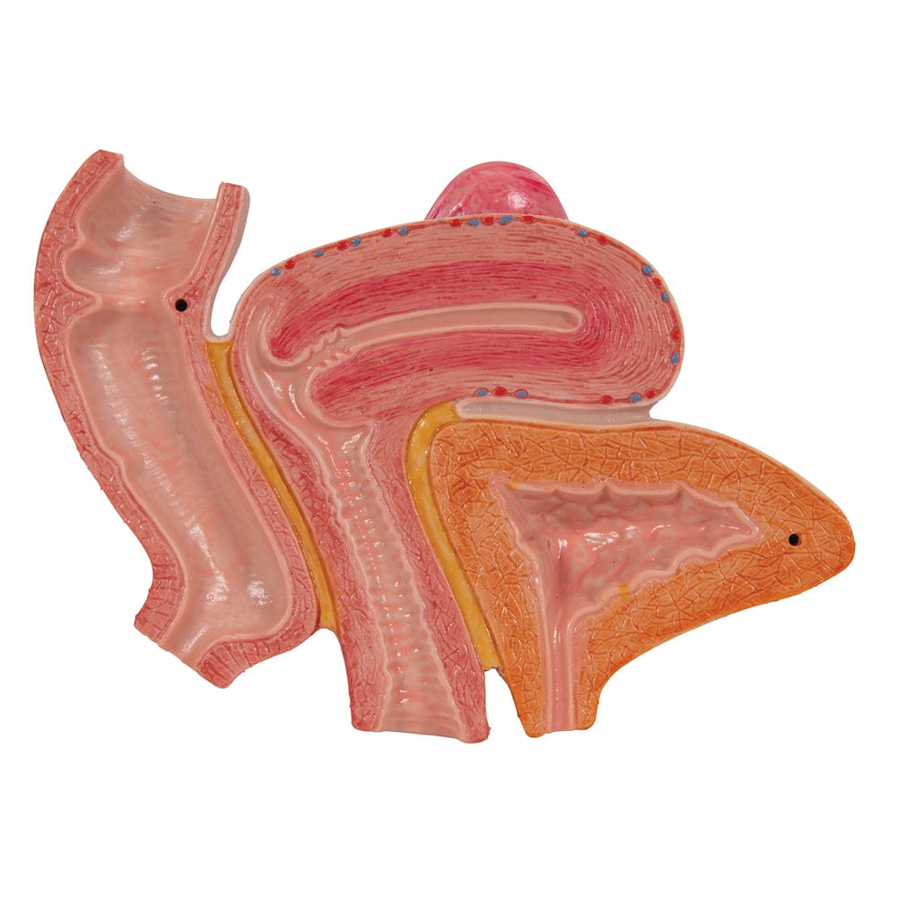 Модель женского таза со связками, мышцами тазового дна,  органами — купить в МЕДСЕТ