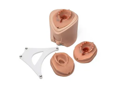 Модели для отработки эпизиотомии и наложения швов (H) — купить в МЕДСЕТ