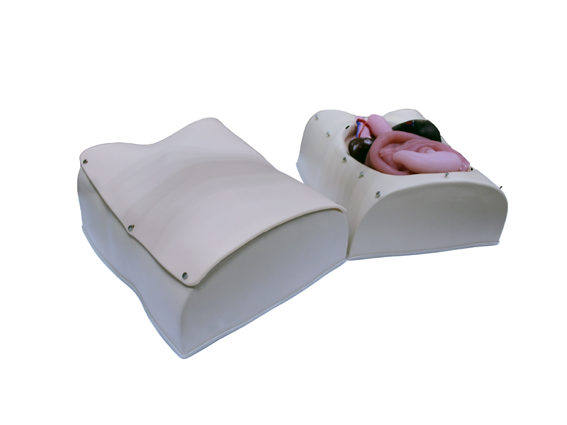 Лабораторно-диагностический учебный комплекс "Хирургический доступ к органам брюшной полости" — купить в МЕДСЕТ