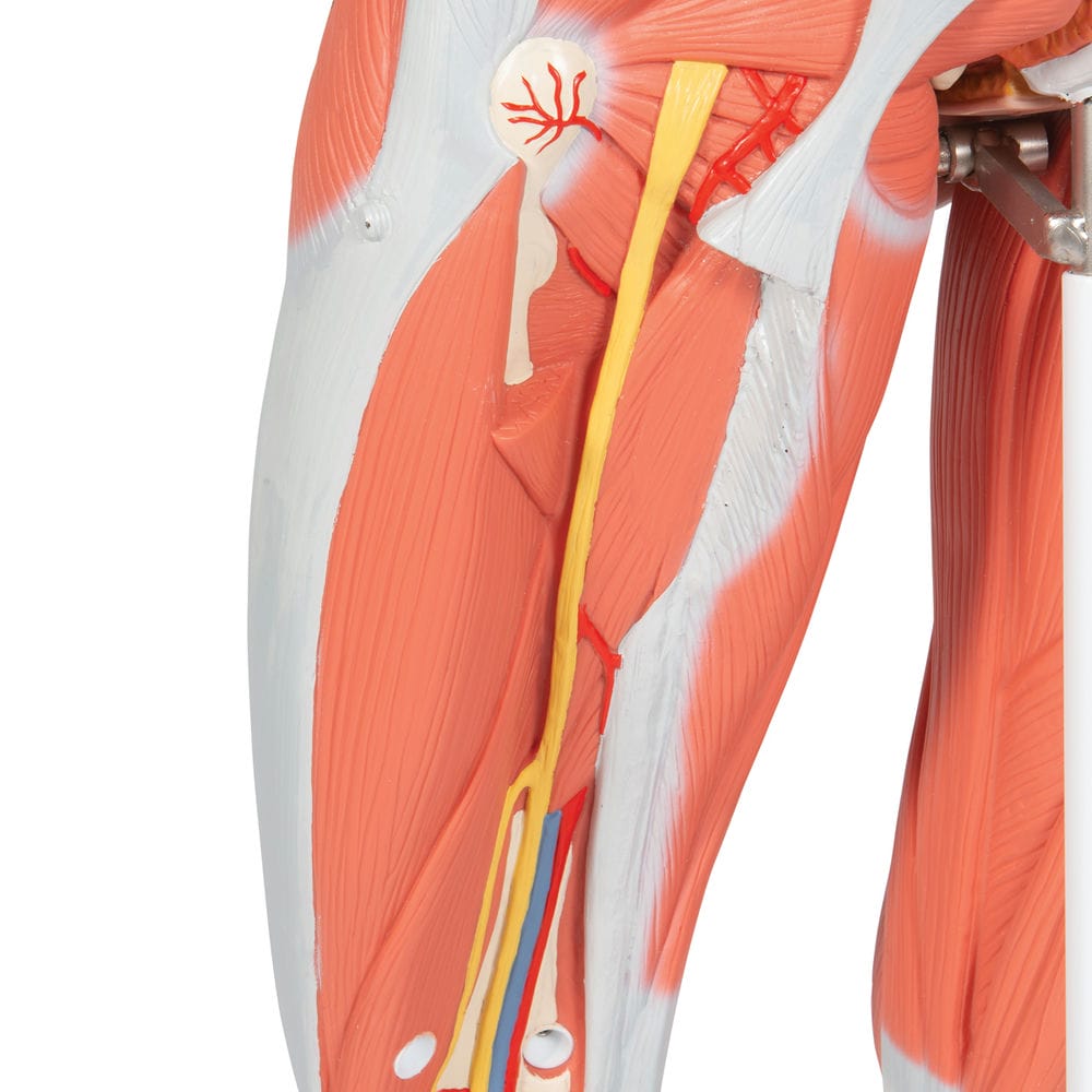 Фигура с мышцами, женская, 23 части — купить в МЕДСЕТ