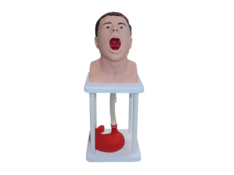 Тренажер зондирования и промывания желудка человека — купить в МЕДСЕТ