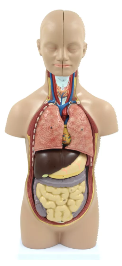 Торс (бесполый) 50 см, 12 частей 10003С — купить в МЕДСЕТ