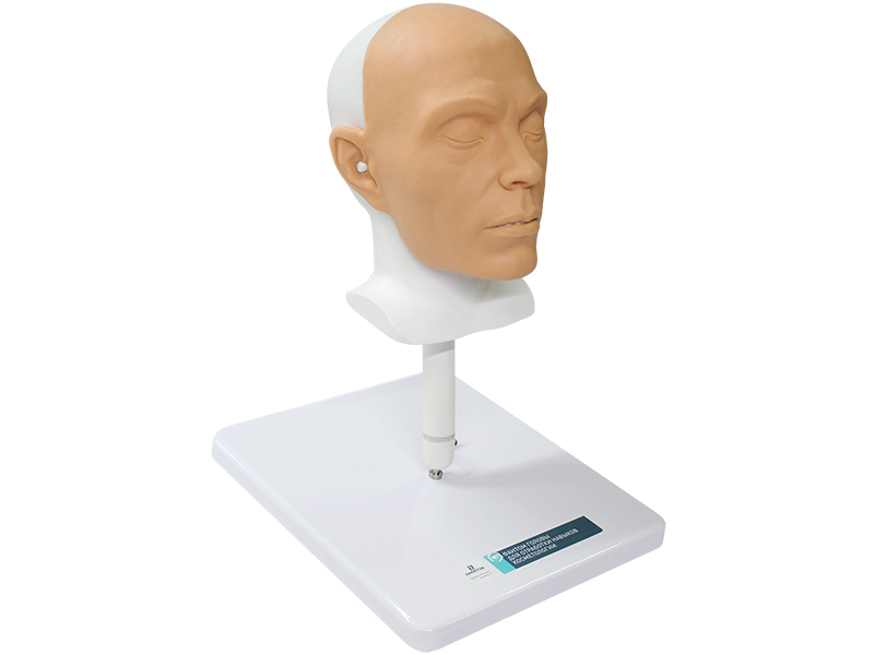 Фантом головы для отработки навыков косметологии — купить в МЕДСЕТ