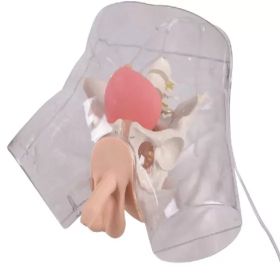 Модель для катетеризации мочевого пузыря (муж.) (D1) — фото