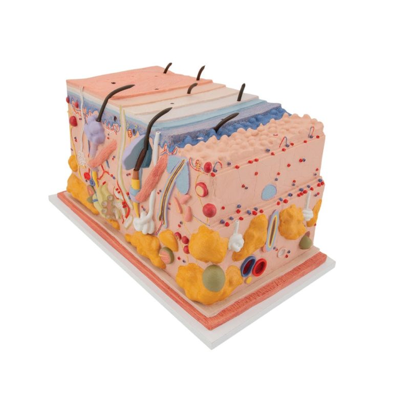 Модель кожи в виде блока, 70-кратное увеличение — купить в МЕДСЕТ