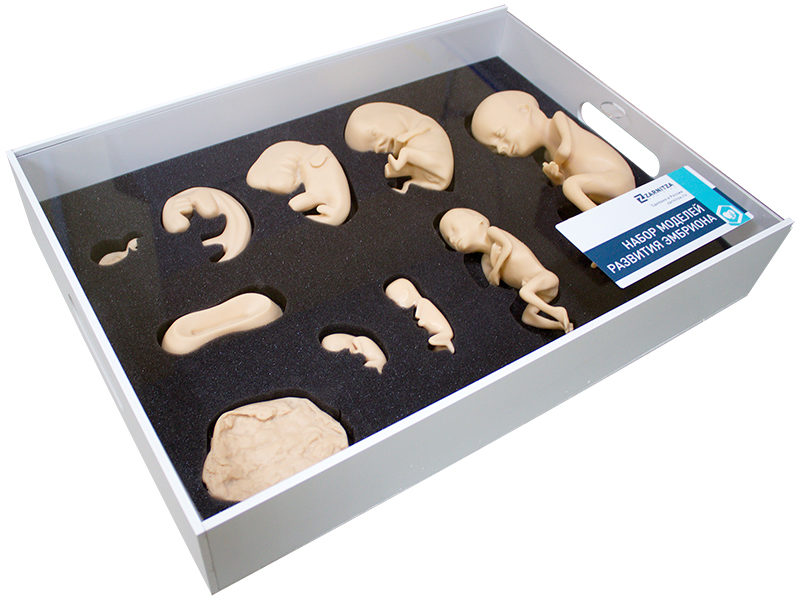 Набор моделей развития эмбриона — купить в МЕДСЕТ