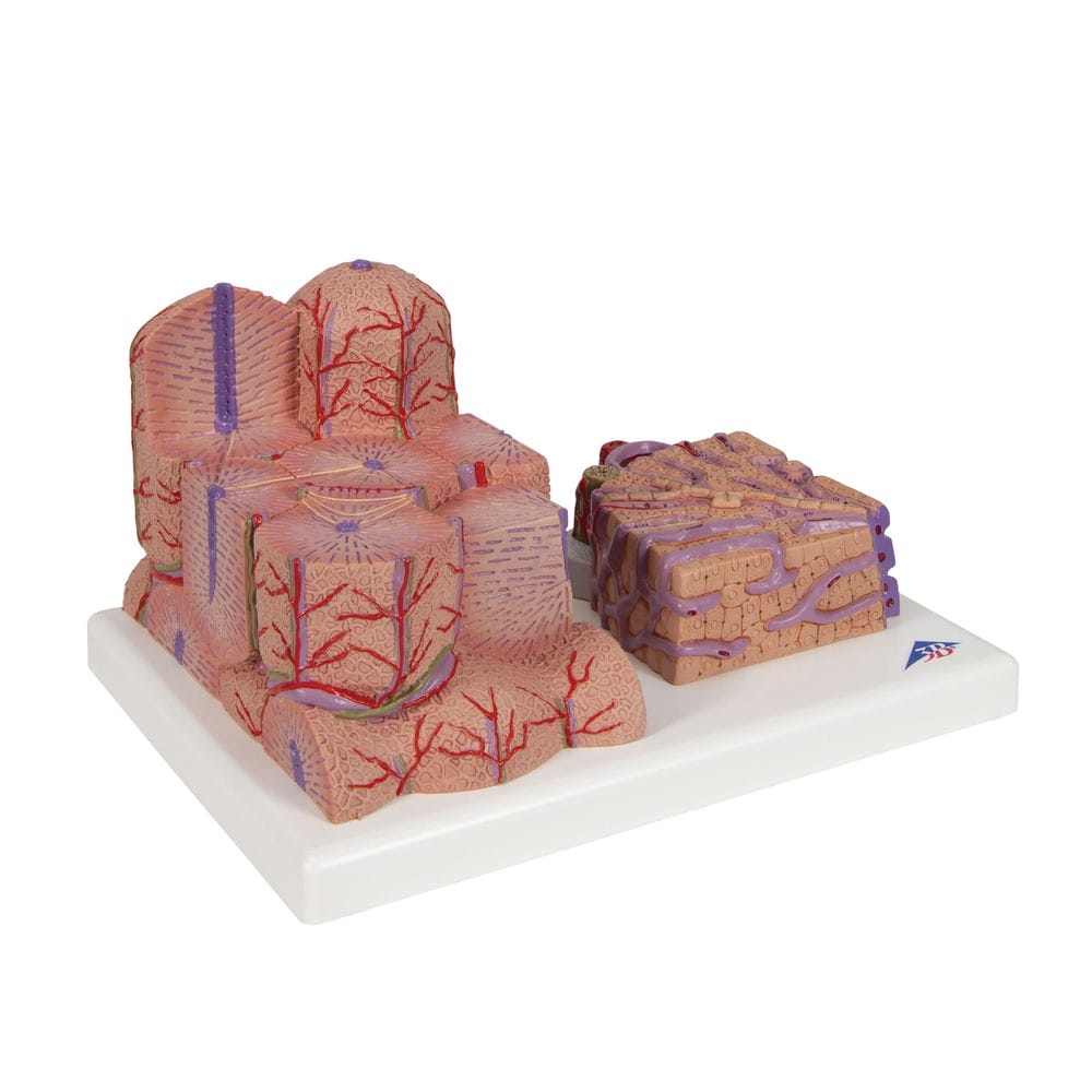 Модель печени 3B MICROanatomy — купить в МЕДСЕТ