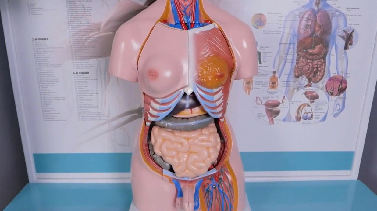 Трехмерный анатомический атлас. Приказ 838 Минпросвещения РФ — купить в МЕДСЕТ