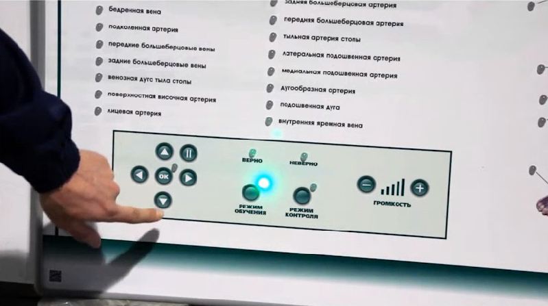 Интерактивный светодинамический стенд "Кровеносная система" — купить в МЕДСЕТ