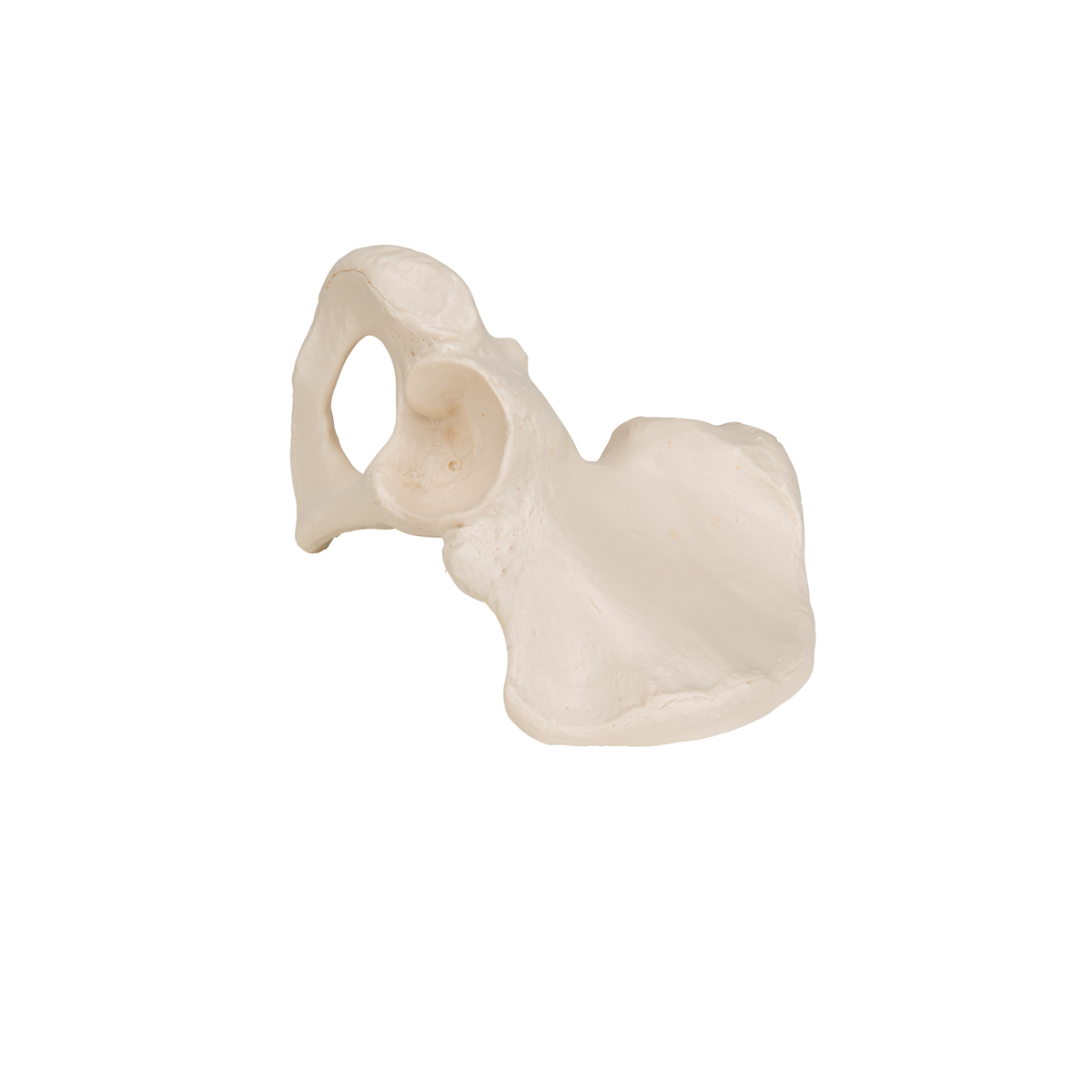 Модель тазовой кости — купить в МЕДСЕТ