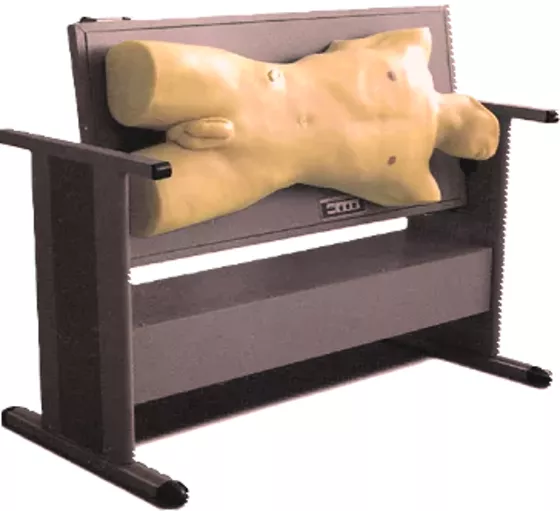 Модель для пальпации, перкуссии и пункции абдоминальной области (CK813) — купить в МЕДСЕТ