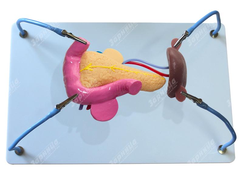 Пособие для отработки навыков лапароскопии "Поджелудочная железа и селезенка" — купить в МЕДСЕТ