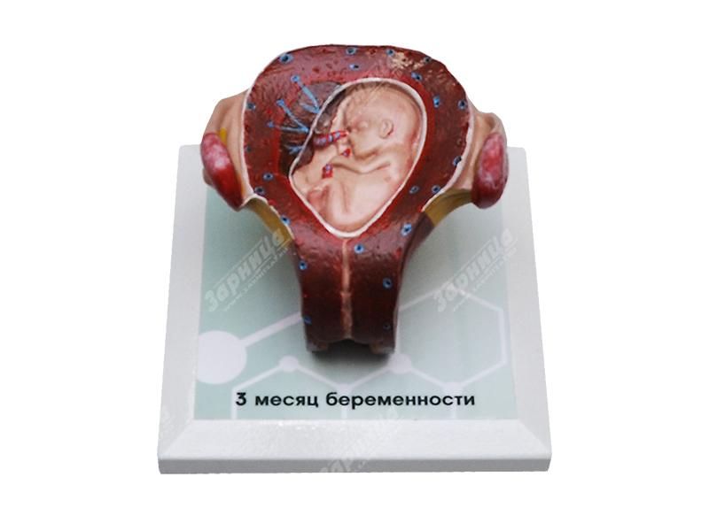 Комплект демонстрационных моделей этапов эмбриогенеза человека — купить в МЕДСЕТ