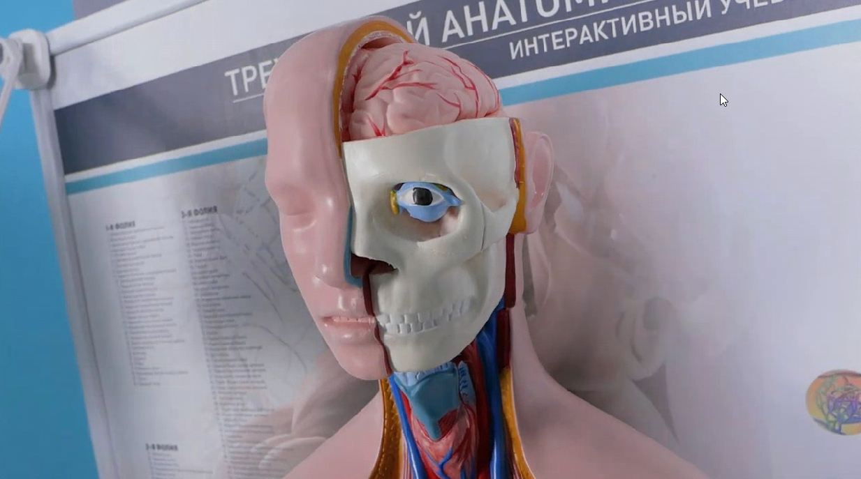 Трехмерный анатомический атлас. Приказ 838 Минпросвещения РФ — купить в МЕДСЕТ