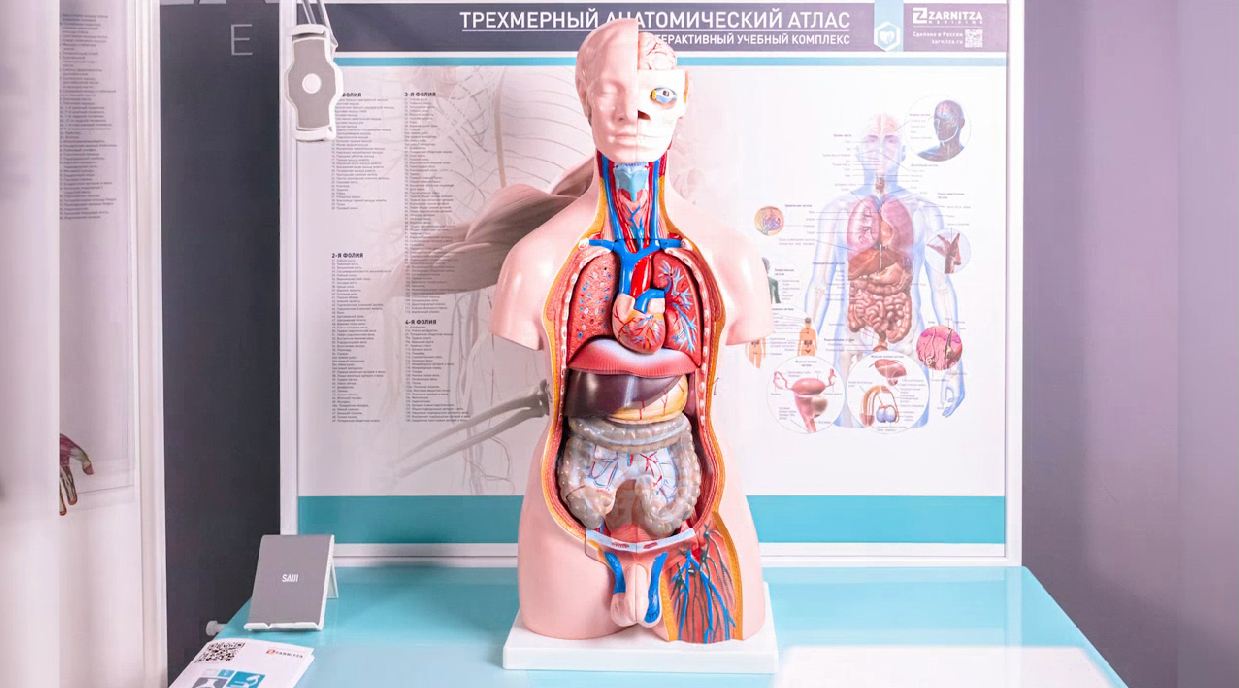Трехмерный анатомический атлас. Приказ 838 Минпросвещения РФ — купить в МЕДСЕТ