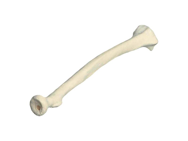 Композитная модель лучевой кости человека — купить в МЕДСЕТ