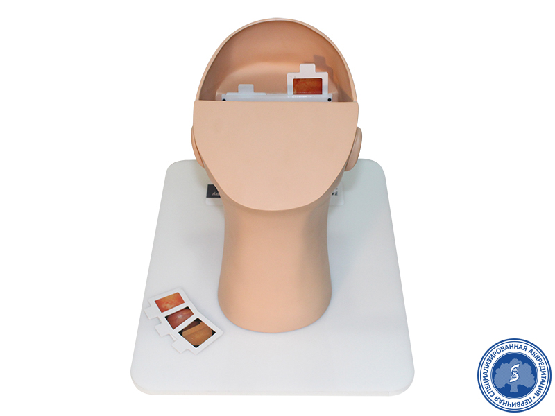 Тренажер по осмотру сетчатки глаза — купить в МЕДСЕТ