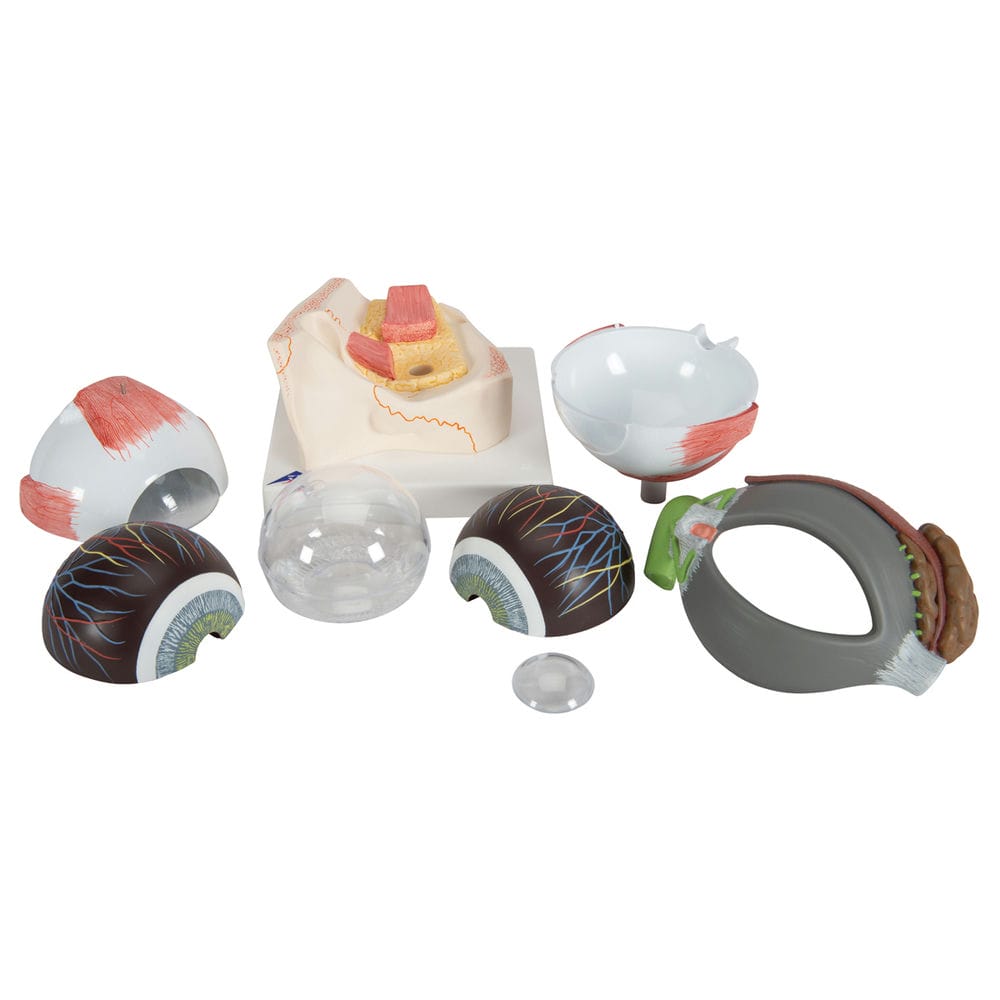 Модель глаза, 5-кратное увеличение, 8 частей — купить в МЕДСЕТ