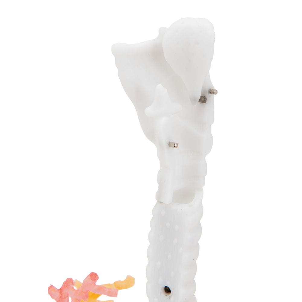 Модель гортани с бронхиальным деревом и прозрачными легкими — купить в МЕДСЕТ