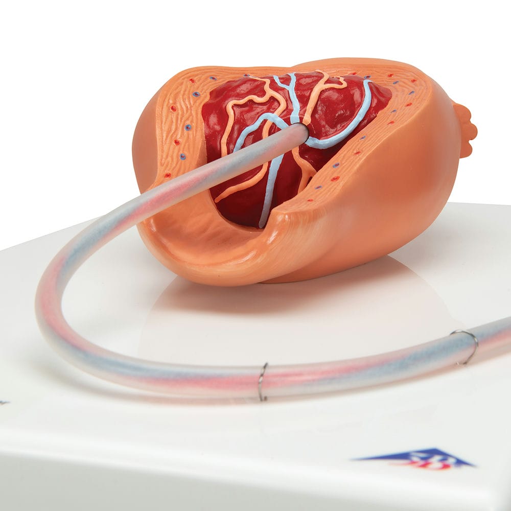 Модель процесса родов, 5 стадий — купить в МЕДСЕТ