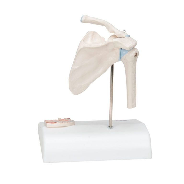Мини-модель локтевого сустава с поперечным сечением — купить в МЕДСЕТ