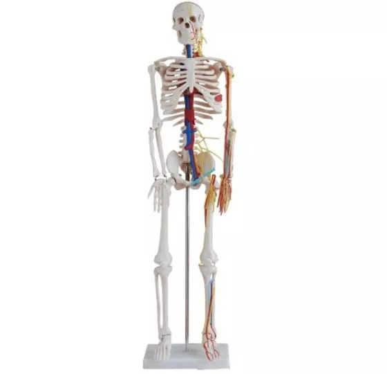 Модель скелета человека с точками фиксации мышц, сухожилий на одной стороне 180 см 11102-2 — купить в МЕДСЕТ