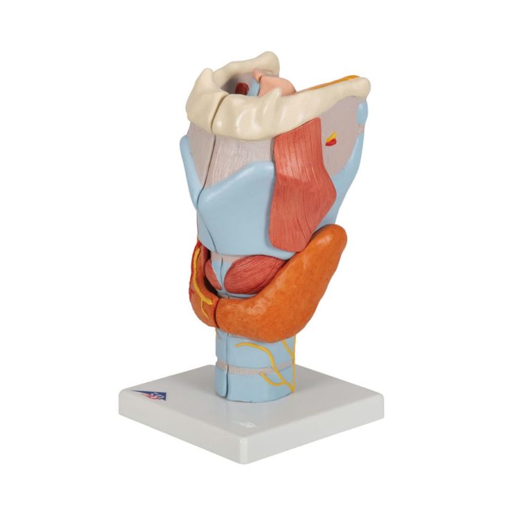 Модель гортани, 2-кратное увеличение, 7 частей — купить в МЕДСЕТ