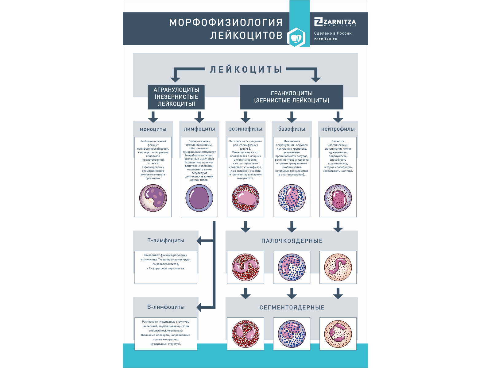 Стенд "Морфофизиология лейкоцитов" — купить в МЕДСЕТ