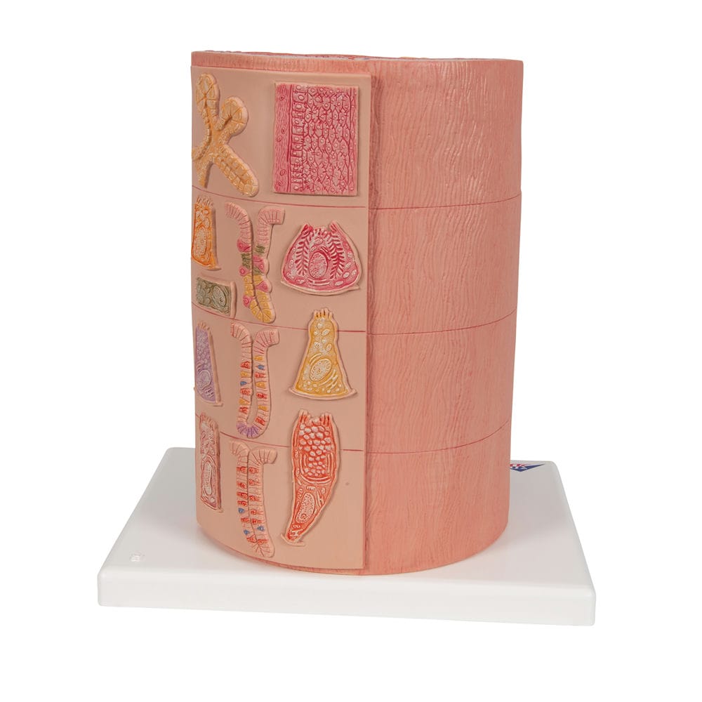 Модель пищеварительной системы 3B MICROanatomy — купить в МЕДСЕТ