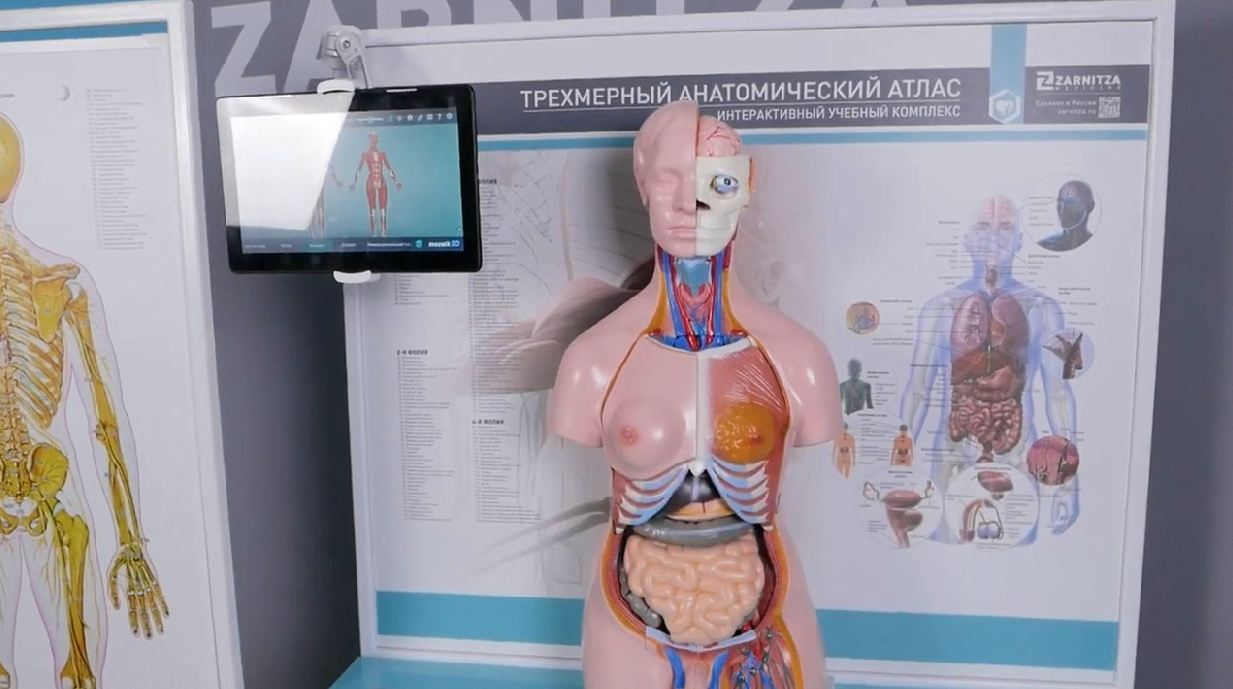 Трехмерный анатомический атлас. Приказ 838 Минпросвещения РФ — купить в МЕДСЕТ