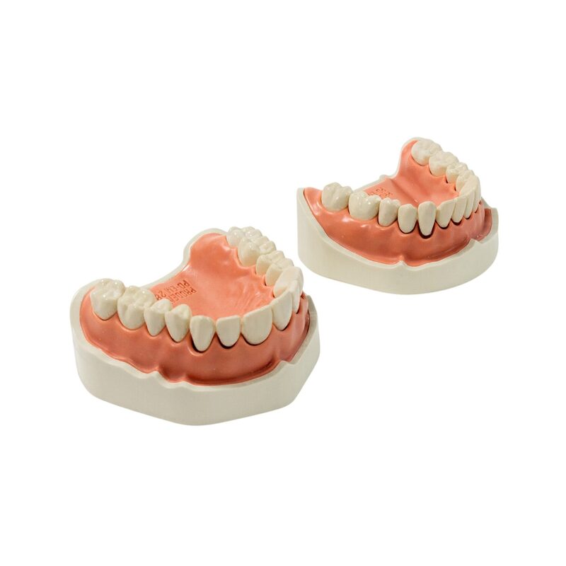 Стоматологическая модель верхней и нижней челюсти для эндодонтического тренинга — купить в МЕДСЕТ