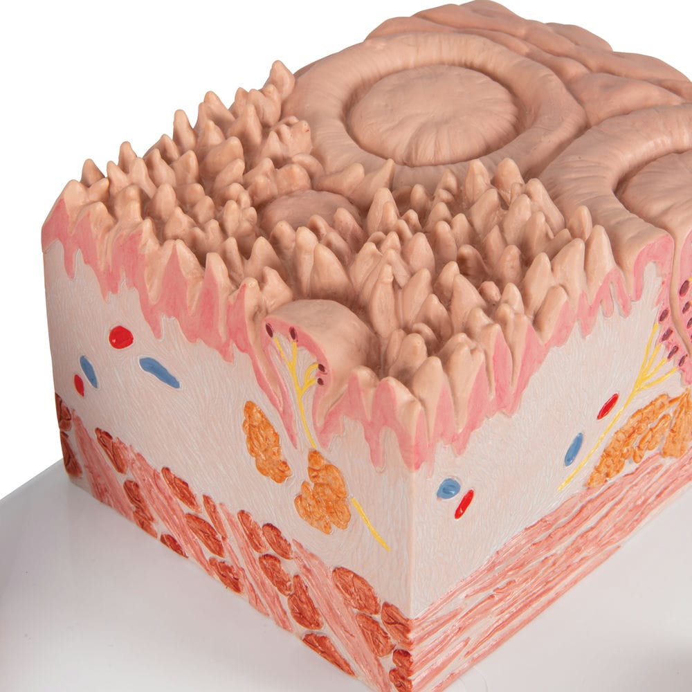 Модель языка из серии 3B MICROanatomy — купить в МЕДСЕТ