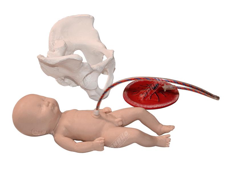 Учебно-демонстрационная модель имитации процесса родов — купить в МЕДСЕТ