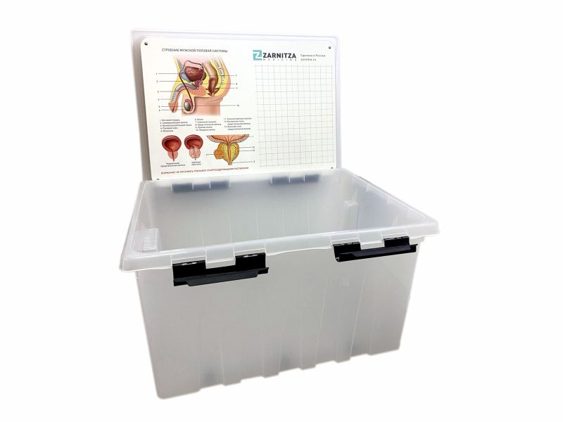 Тренажер для освоения навыков ректального обследования предстательной железы — купить в МЕДСЕТ