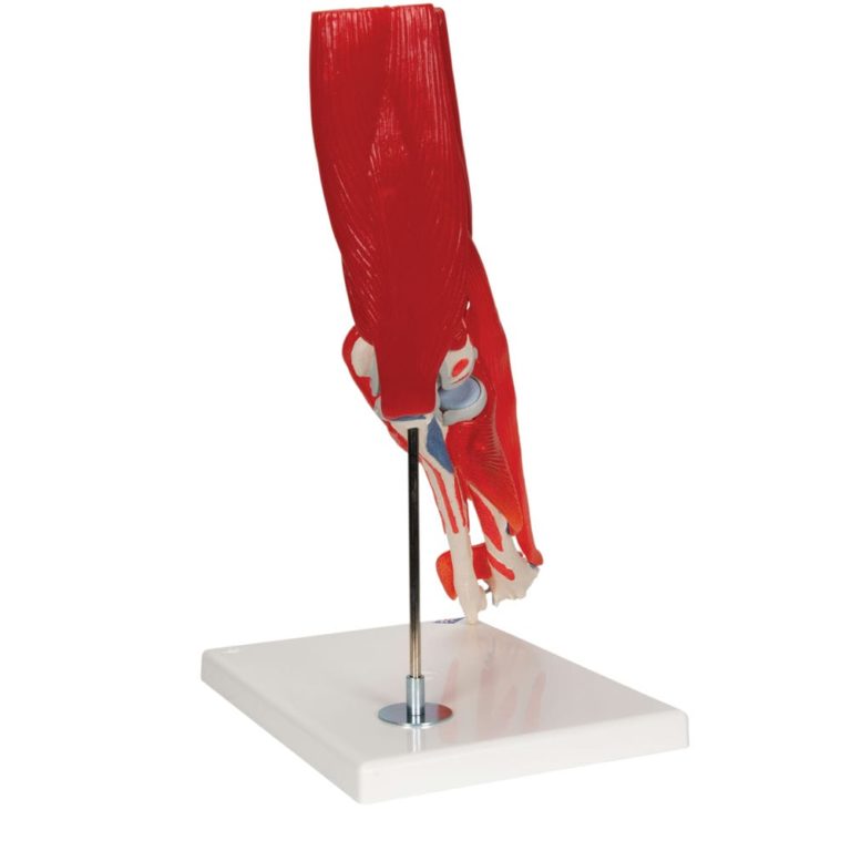 Модель локтевого сустава, 8 частей — купить в МЕДСЕТ