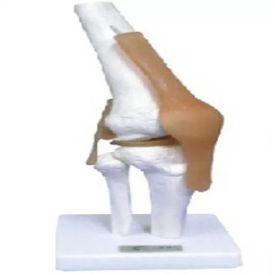 Модель коленного сустава со связками (11209-5) — купить в МЕДСЕТ