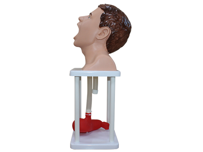 Тренажер зондирования и промывания желудка человека — купить в МЕДСЕТ