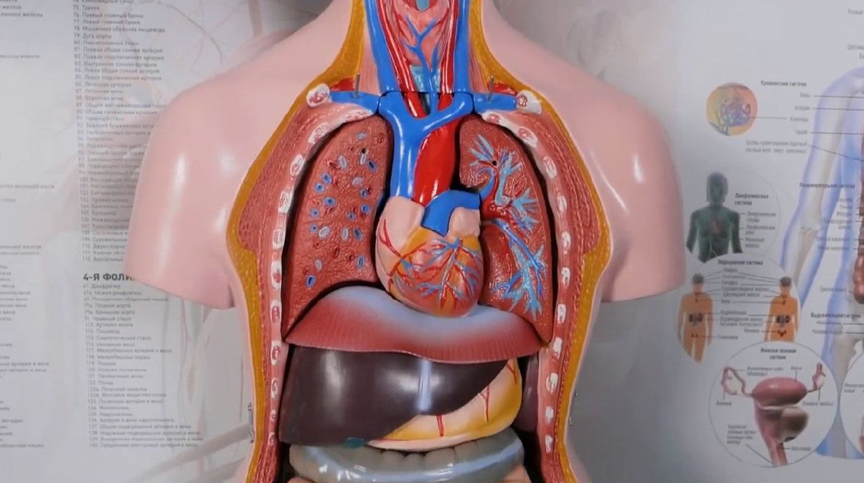 Трехмерный анатомический атлас. Приказ 838 Минпросвещения РФ — купить в МЕДСЕТ