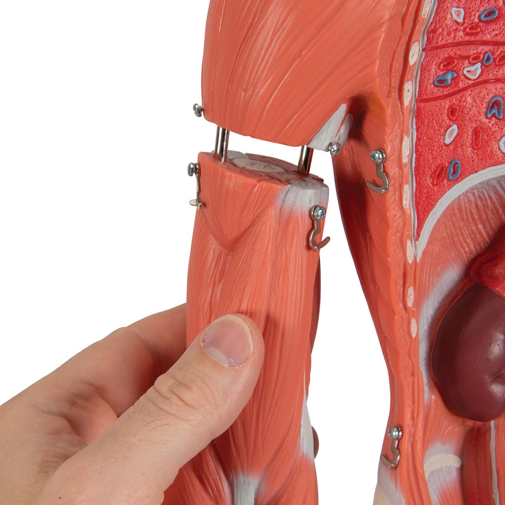 Женская фигура с мышцами, в комплекте — купить в МЕДСЕТ