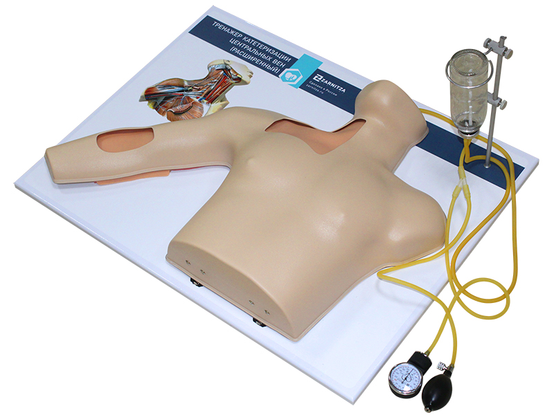 Тренажер катетеризации центральных вен — купить в МЕДСЕТ