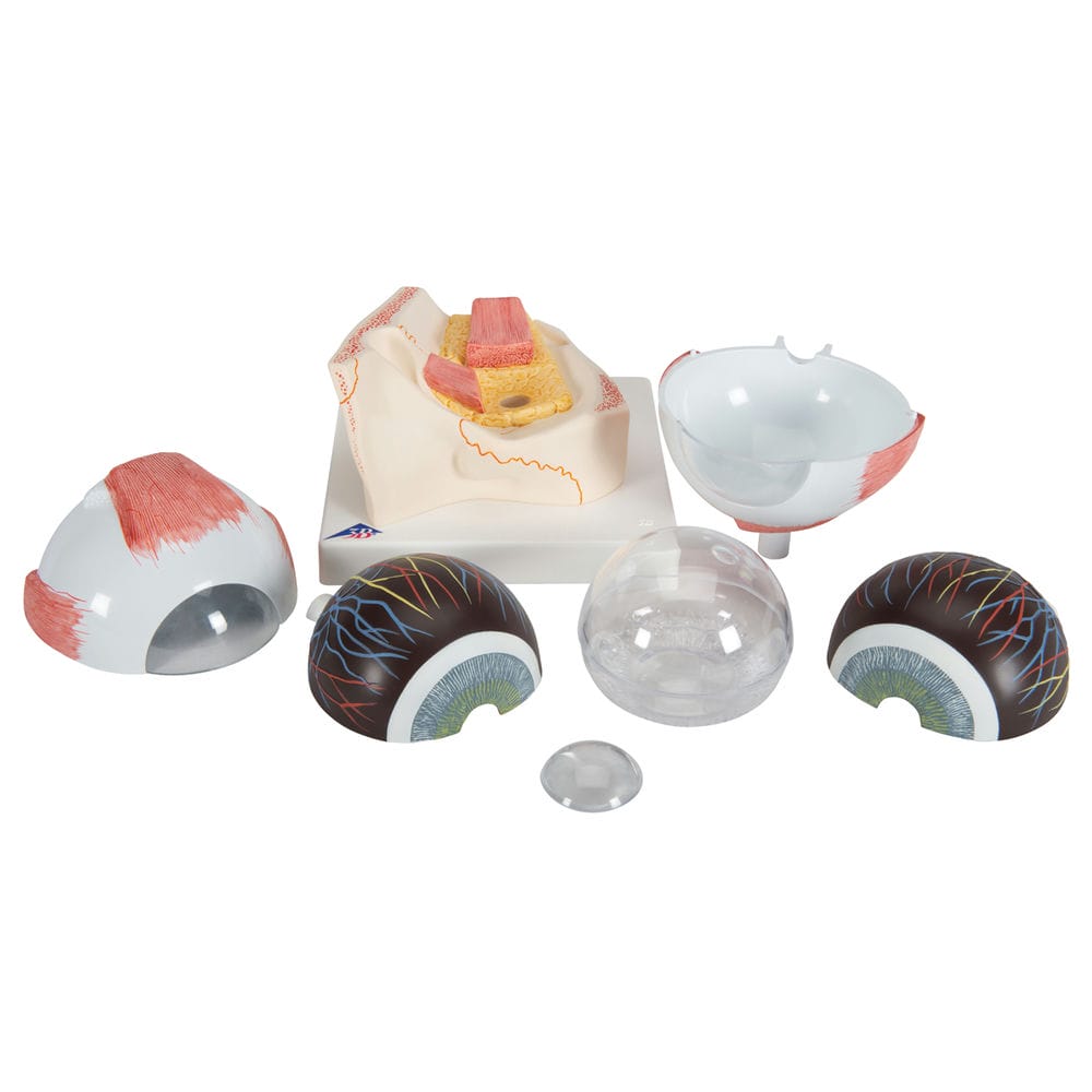 Модель глаза, 5-кратное увеличение, 7 частей — купить в МЕДСЕТ