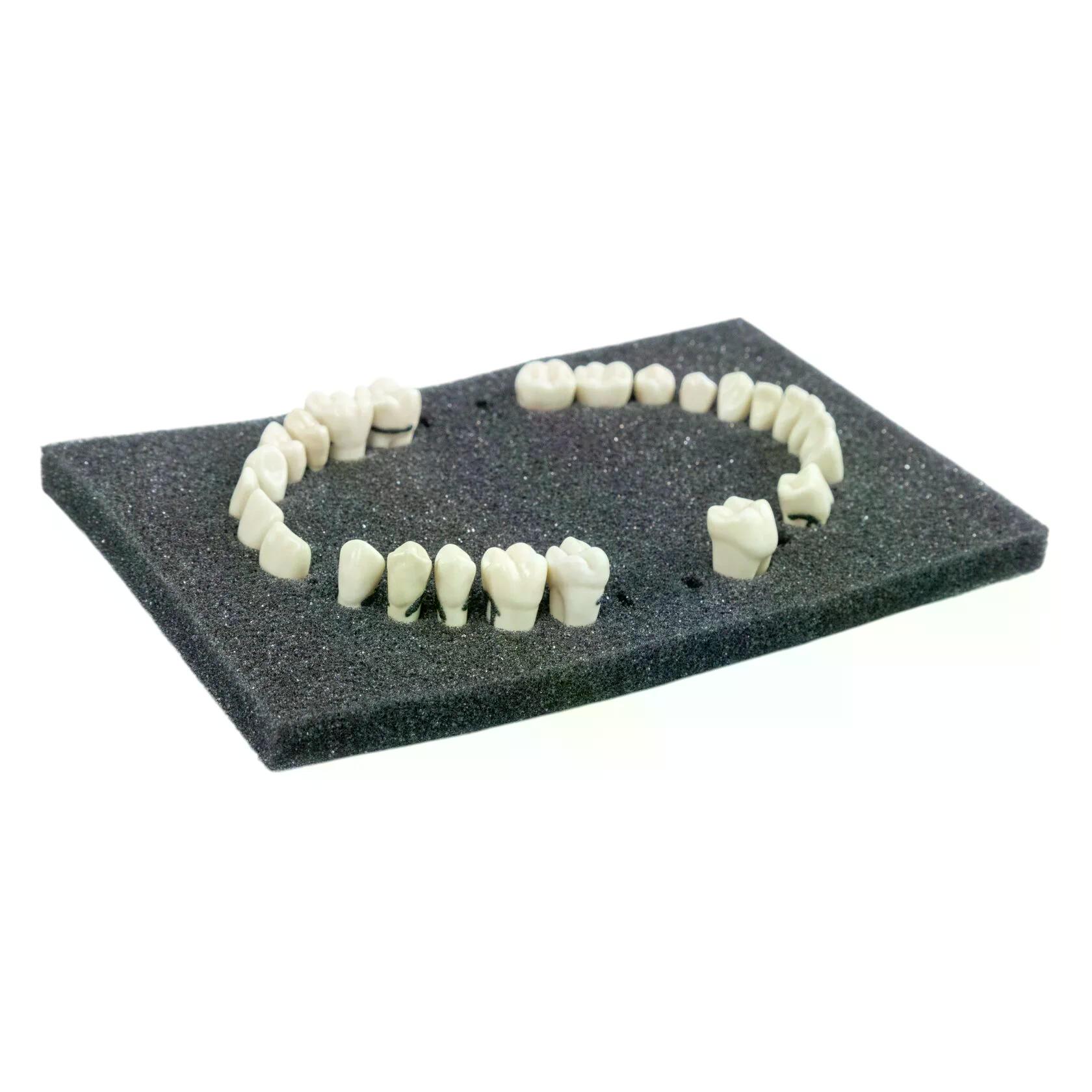 Учебные зубы с зубным камнем для пародонтологической модели PD-PM — купить в МЕДСЕТ
